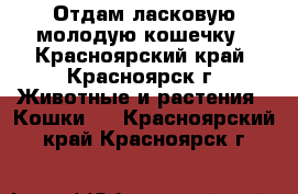 Отдам ласковую молодую кошечку - Красноярский край, Красноярск г. Животные и растения » Кошки   . Красноярский край,Красноярск г.